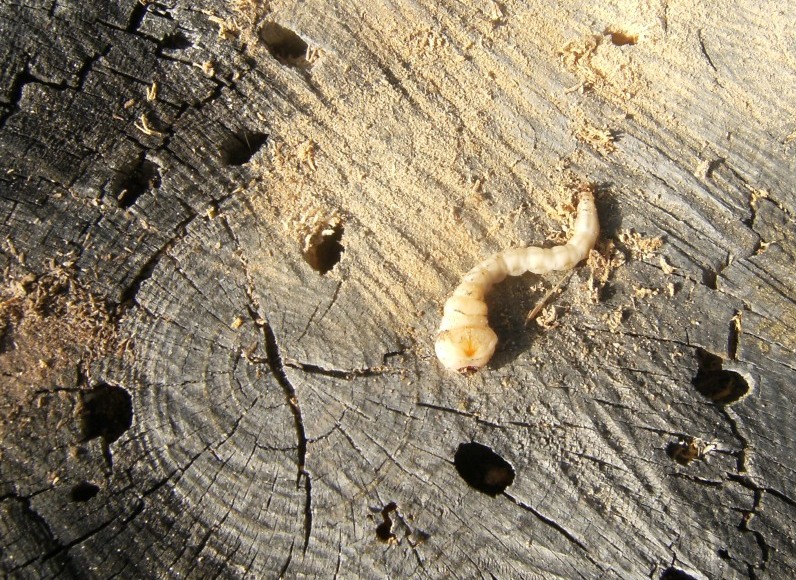 Termiti